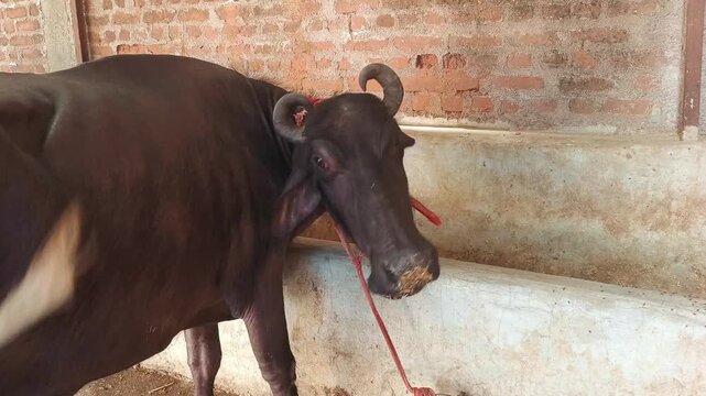 Black Domestic Buffalo Standing Near Fodder Manger in a Brick Wall Rural Farm Shed