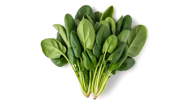 Fresh green spinach bunch, organic raw baby spinach leaves, healthy vegetable on white background