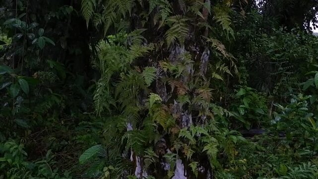 Green ferns epiphytes growing on the trunk of an oil palm tree