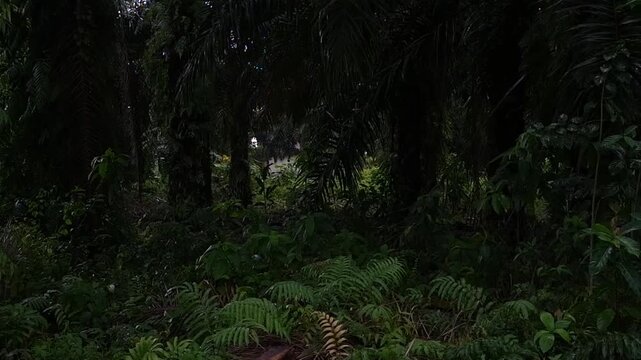 Dense tropical rainforest floor with ferns and palm trees in wet weather