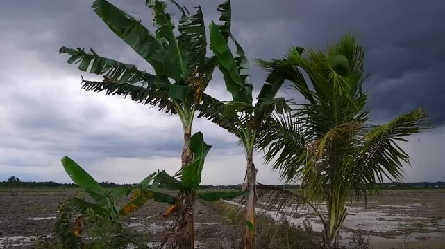 Banana trees and coconut trees blown by strong winds