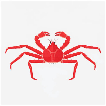 Red Crab Isolated on White Background.