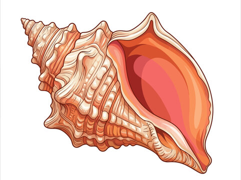 Beautiful Conch Shell Illustration - Detailed Vector Marine Spiral Seashell Isolated on White Background