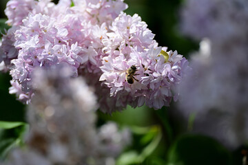 Naklejka premium pink Lilac blossom