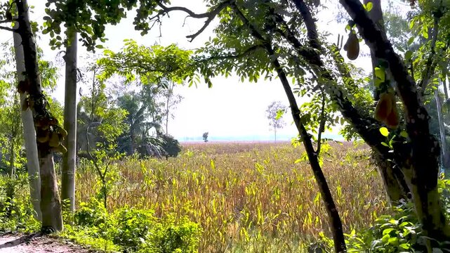 Golden Maize Field at Harvest Time Framed by Lush Green Tropical Fruit Trees