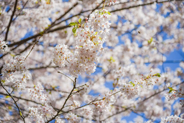 Naklejka premium Cherry Blossoms Close-Up on Branch - Toronto Canada