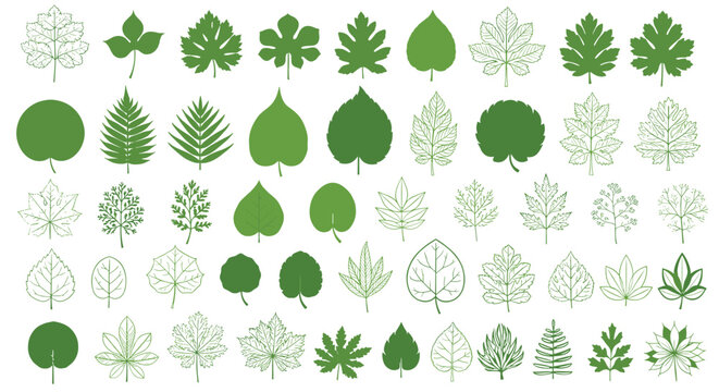 Extensive collection of various green leaf shapes and species including fern, maple, and oak for botanical and nature themed projects on white.