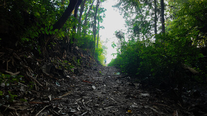 Naklejka premium Narrow wooded path leading towards bright light framed by lush green foliage and scattered leaves