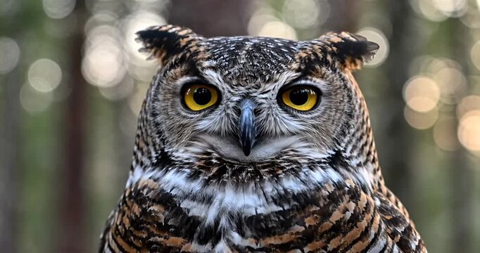Majestic owl perched in a forest, showcasing vibrant eyes and intricate feather patterns
