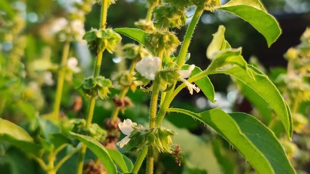 Ocimum basilicum flowers blooming on basil plant, showing herbal plant beauty and natural garden environment.