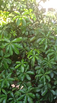 Schefflera arboricola leaves display glossy green foliage, adding a fresh tropical appearance to indoor and outdoor spaces