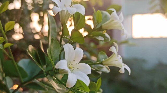 Murraya paniculata flowers bloom beautifully with delicate white petals and a fragrant aroma in a tropical garden setting