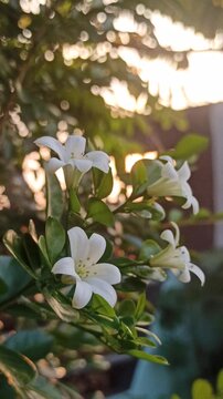 Murraya paniculata flowers bloom beautifully with delicate white petals and a fragrant aroma in a tropical garden setting