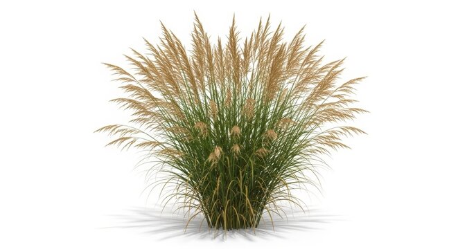 Pampas grass ornamental plant on white background, decorative feather grass with fluffy beige plumes, botanical garden shrub for landscaping design