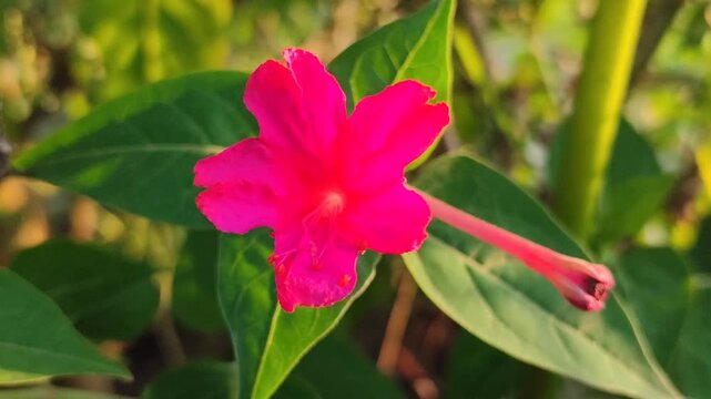Mirabilis jalapa plant blooming with colorful flowers, showing ornamental tropical plant beauty in natural garden environment.
