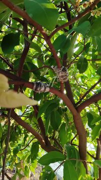 Marcottage propagation technique applied on tree branches, showing vegetative plant reproduction process in horticulture