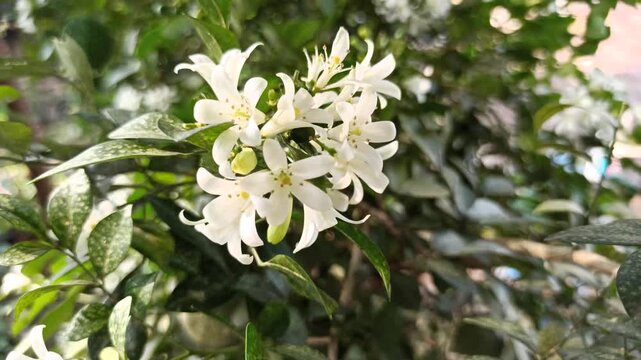 Murraya paniculata flowers bloom beautifully with delicate white petals and a fragrant aroma in a tropical garden setting