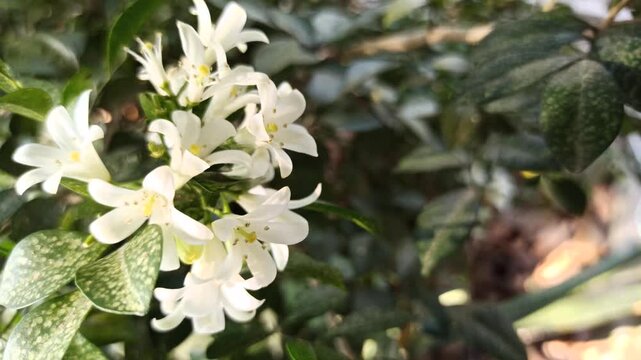 Murraya paniculata flowers bloom beautifully with delicate white petals and a fragrant aroma in a tropical garden setting