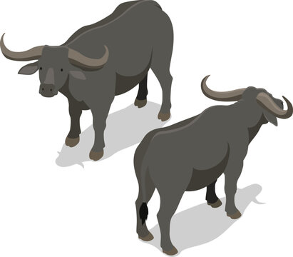 Isometric livestock buffalo stock illustration