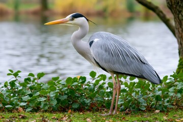 Fototapeta premium Grey heron standing on grass near water