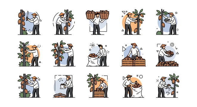 Infographic-style vector elements showing step-by-step cacao farming process suitable for educational and marketing purposes.