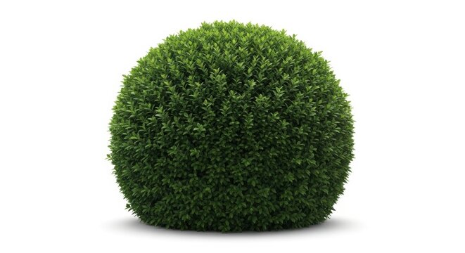 Boxwood topiary ball on white background, manicured green shrub sphere, decorative garden hedge plant, isolated evergreen bush for landscaping design