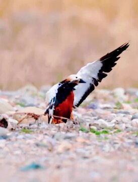 beautiful shelduck 