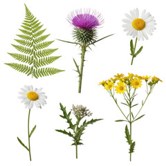 Fototapeta premium Collection of wildflowers and fern leaf isolated on a transparent background