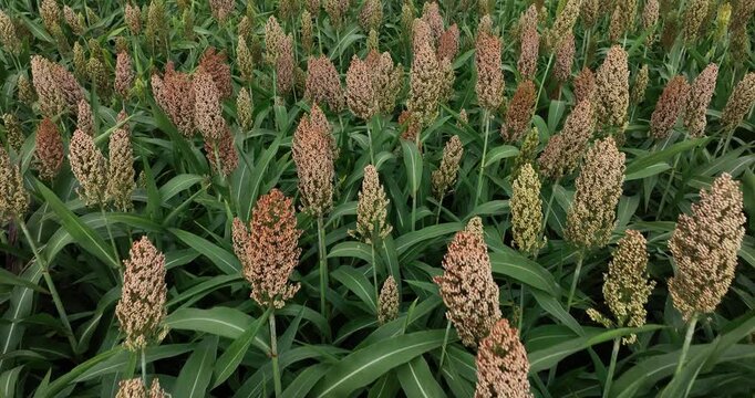 Jowar grain sorghum crop farm