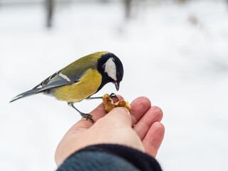 A tit sits on a man's hand and eats seeds. © Dmitrii Potashkin