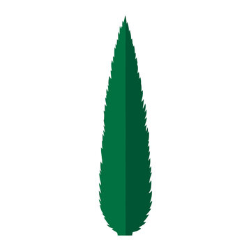 Minimalist illustration of a single dark green lanceolate leaf with serrated margins and pointed tip, isolated on white background, suitable for botanical and organic design.