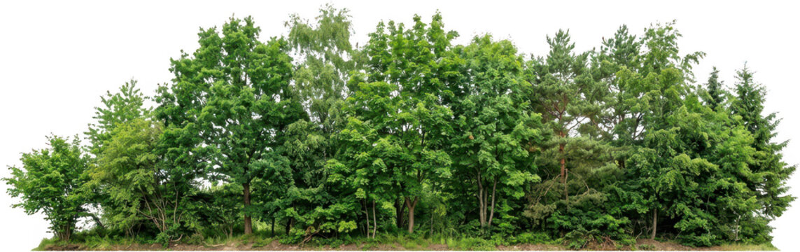 Lush dense forest edge with variety of deciduous and coniferous trees and green foliage showcasing natural woodland ecosystem Trees 186 characters nature canopy pine oak maple