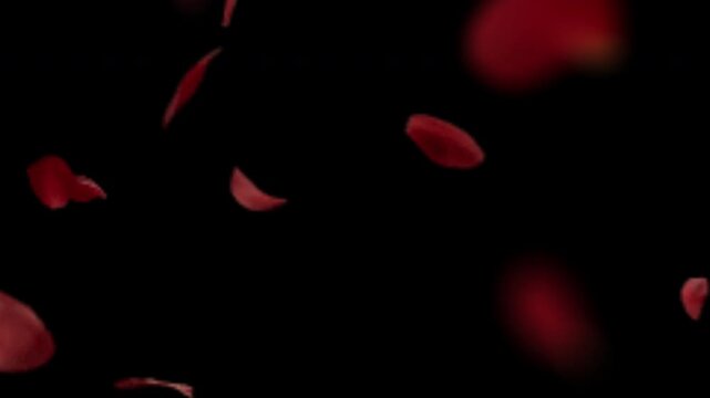 rose bloom black backrounds