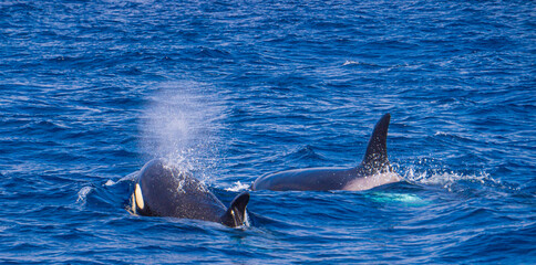 Orcas breaching together © Neal