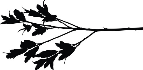 Black Branch with Leaves Silhouette Isolated on White © Elif