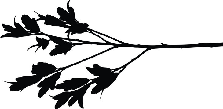 Black Branch with Leaves Silhouette Isolated on White