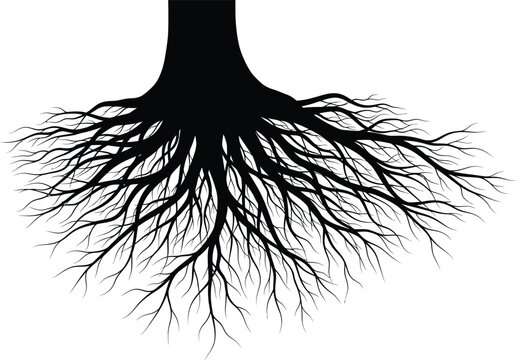 Black Tree Root System on White Background