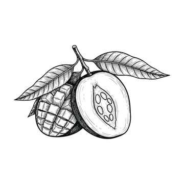 Sapodilla fruit with leaves on white background, exotic tropical food