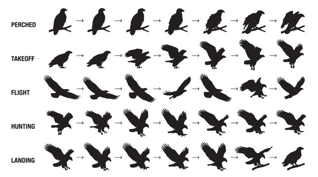 Evolution Eagle Motion Silhouettes Set Pack, Editable Vector Stroke Illustrations. containing eagle, bird, silhouette, vector, graphic, illustration, design, animal, motion and more silhouettes