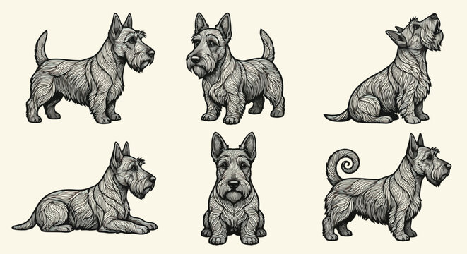 Scottish terrier poses set naive sketch vector illustration