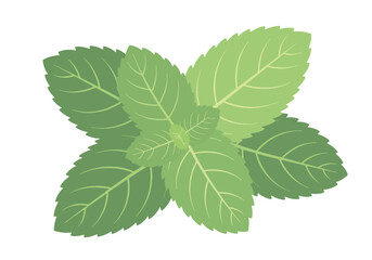 Fresh Green Mint Leaves Illustration. © Lynea