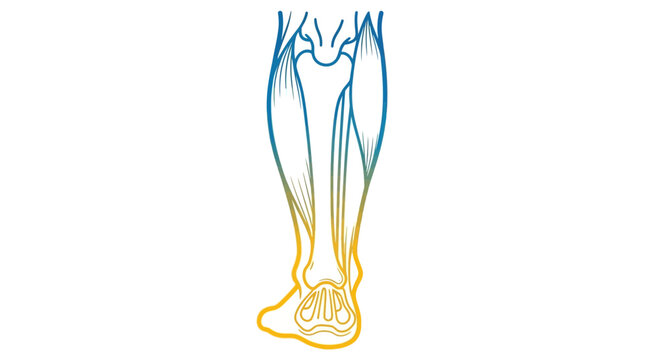 Anatomical illustration of the human leg muscles and bones, from knee to foot, with gradient coloring.