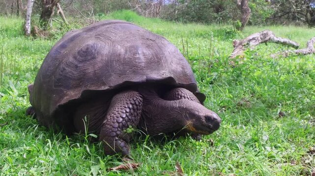 Galapagos giant tortoise turning body close up in natural habitat Ecuador