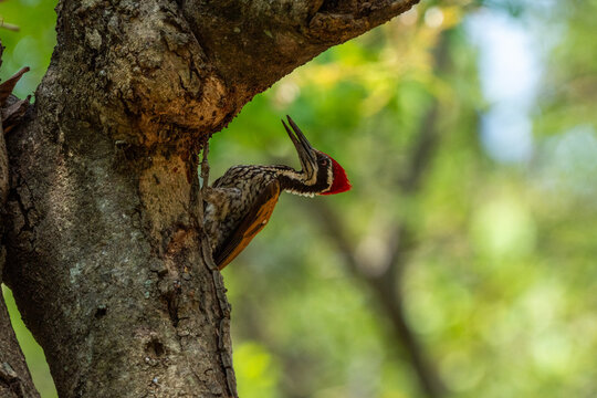 Greater Flameback is foraging for food in trees in the forests of Thailand.
