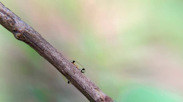 Macro Video of Spotted Tortoise Beetle Aspidimorpha miliaris with Transparent Shell Moving on a Branch in Nature