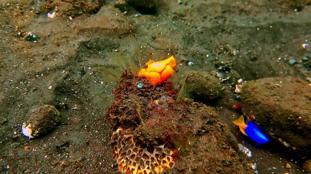 A vivid orange frogfish perches atop a small coral rubble mound on a dark sandy seabed, with a striking blue chromodoris nudibranch visible nearby. Classic muck diving find. Indonesia, Katak Laut.