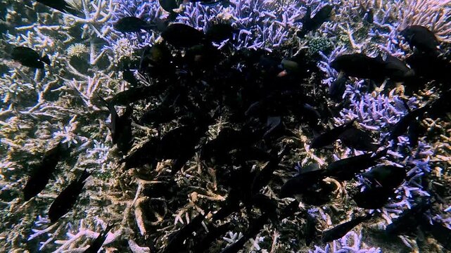 Overhead view snorkeling pov, group of black tang and brown surgeonfish gathering in a feeding frenzy amidst the dense acropora corals. Wildlife observation in Dauin, Philippines