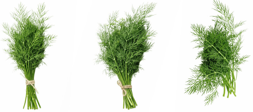 Set of dill herb PNG bundles, three fragrant green feathery bunches tied together for seasoning labels, recipe cards, kitchen posters, organic branding and culinary illustrations

