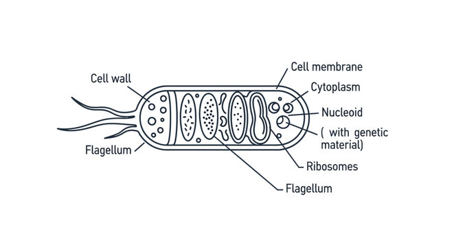 Detailed diagram of a bacterial cell.