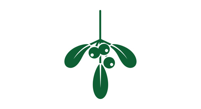 Green Mistletoe Leaves and Berries.